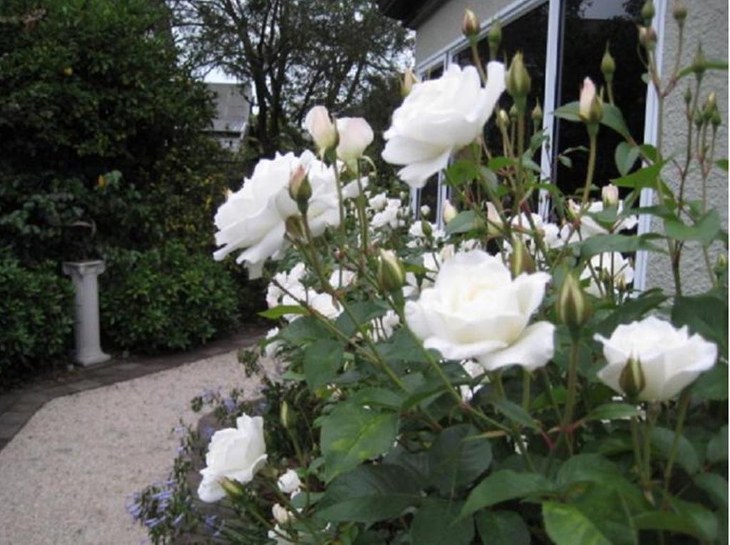 Finlay Banks Boutique Bed & Breakfast Christchurch Exterior photo